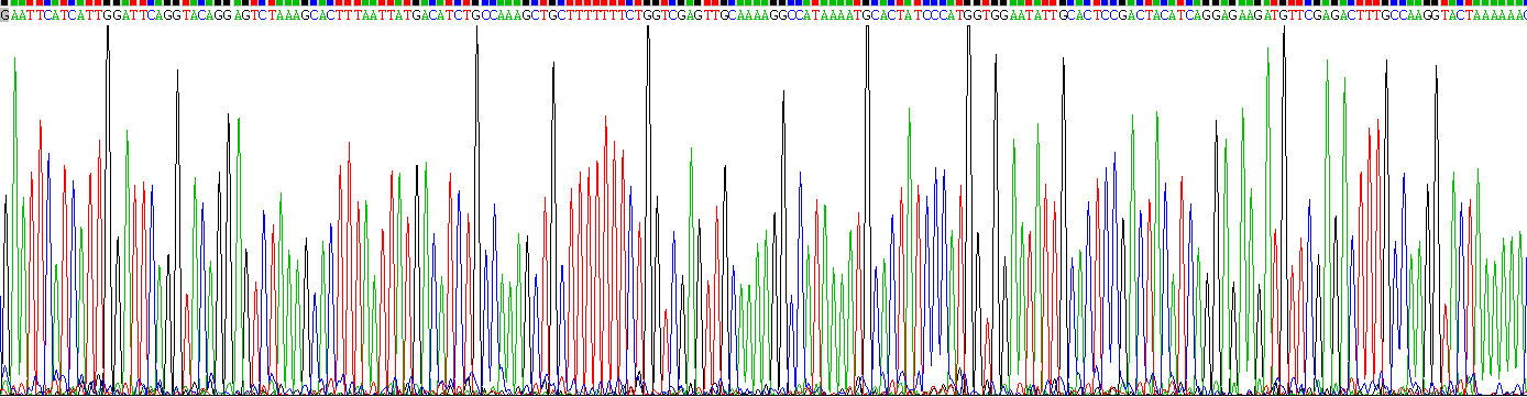 Recombinant Dystrophin (DMD)