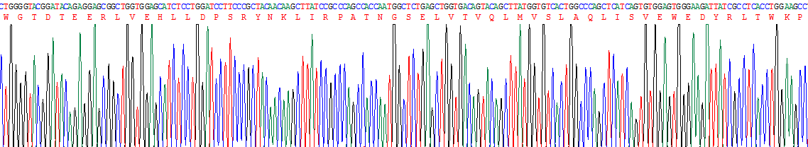 Recombinant Cholinergic Receptor, Nicotinic, Beta 2 (CHRNb2)