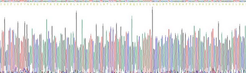 Recombinant Prominin 1 (PROM1)