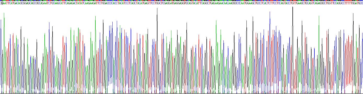 Recombinant Probable ATP-dependent RNA Helicase DDX58 (DDX58)