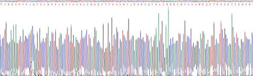 Recombinant Protease, Serine 2 (PRSS2)