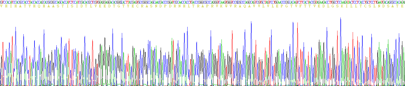 Recombinant Cluster Of Differentiation 147 (CD147)