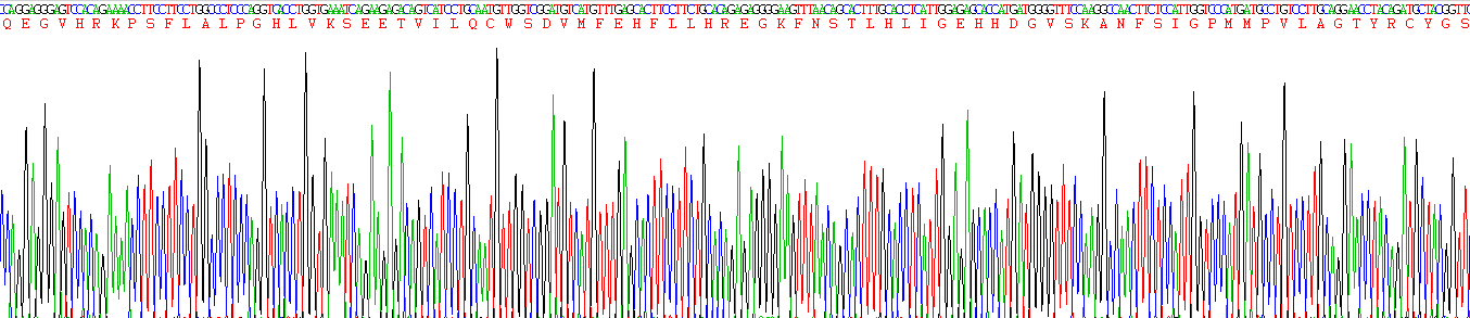 Recombinant Killer Cell Immunoglobulin Like Receptor 2DS4 (KIR2DS4)