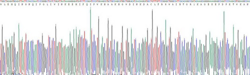 Recombinant Interferon Regulatory Factor 1 (IRF1)