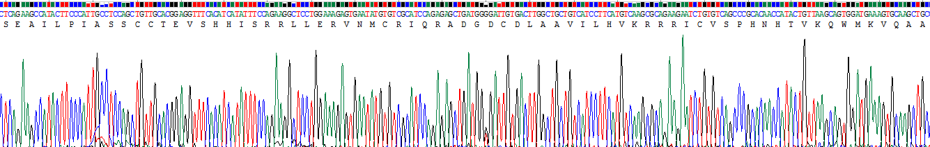 Recombinant Mucosae Associated Epithelia Chemokine (MEC)