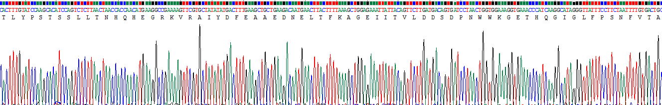 Recombinant Signal Transducing Adaptor Molecule 1 (STAM1)