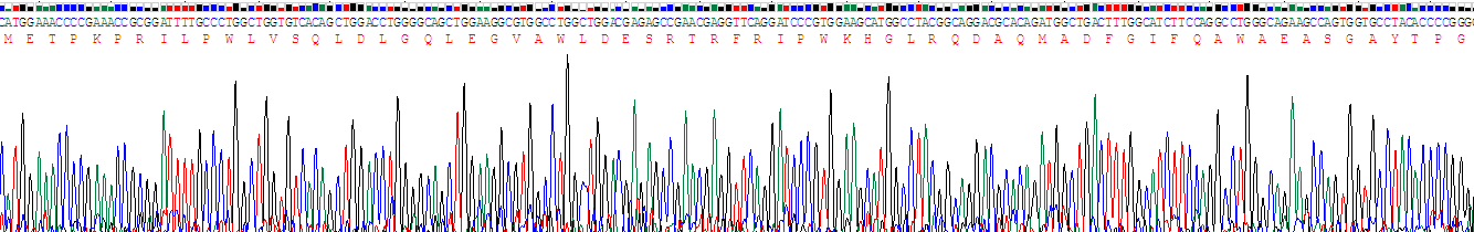 Recombinant Interferon Regulatory Factor 3 (IRF3)