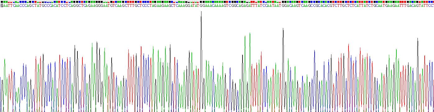 Recombinant Caspase 1 (CASP1)