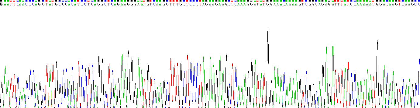 Recombinant Caspase 1 (CASP1)