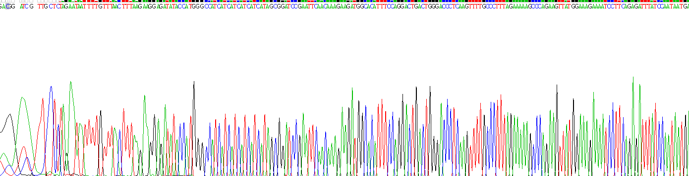 Recombinant Caspase 1 (CASP1)