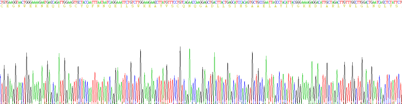 Recombinant Lymphocyte Antigen 75 (LY75)