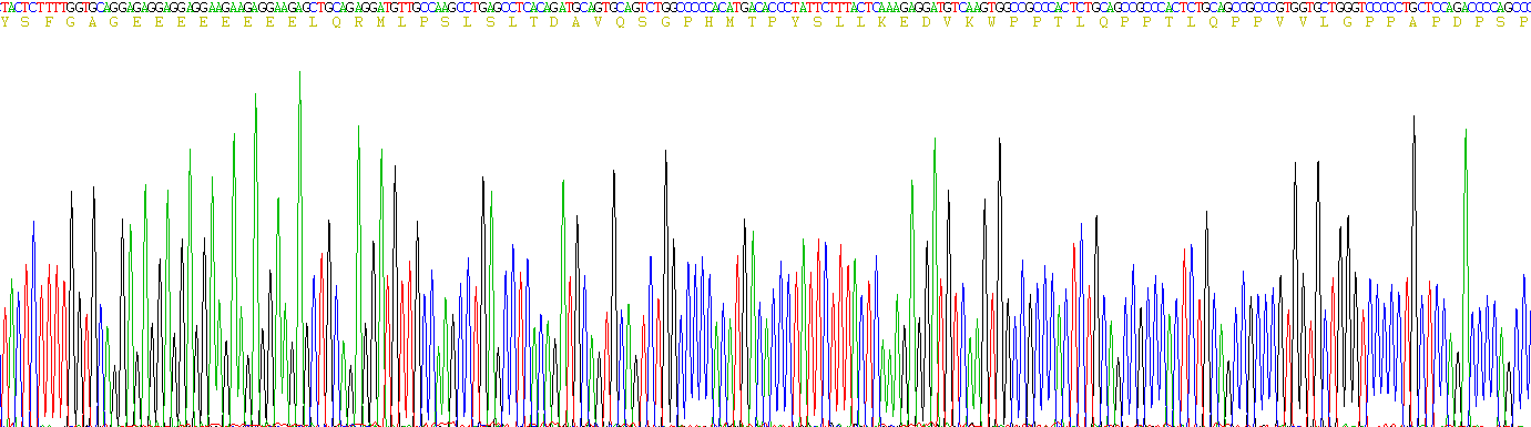 Recombinant Interferon Regulatory Factor 5 (IRF5)