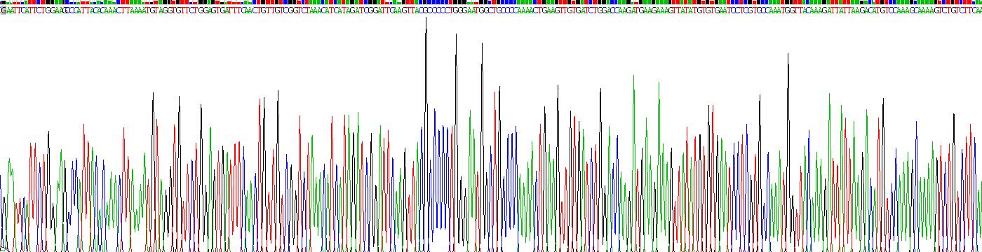 Recombinant B-Lymphocyte Chemoattractant (BLC)