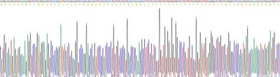 Recombinant Surfactant Protein C (SP-C)