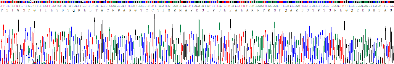 Recombinant Surfactant Protein C (SP-C)