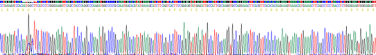 Recombinant Interleukin 10 Receptor Alpha (IL10Ra)