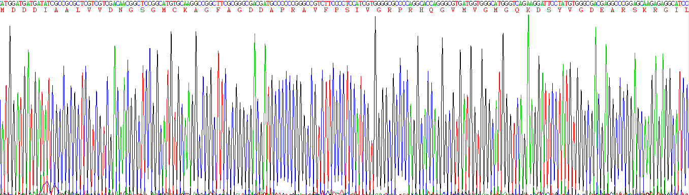 Recombinant Actin Alpha 1, Skeletal Muscle (ACTa1)