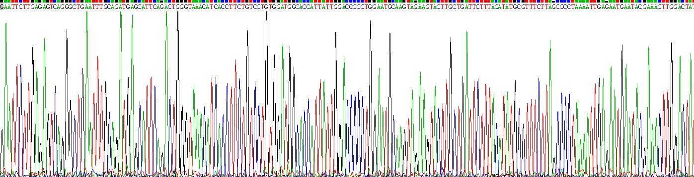 Recombinant Interleukin 10 Receptor Beta (IL10Rb)