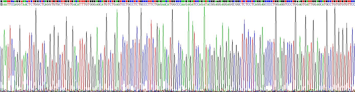 Recombinant Interleukin 12 Receptor Beta 1 (IL12Rb1)