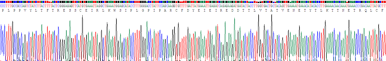 Recombinant Interleukin 13 Receptor Alpha 2 (IL13Ra2)