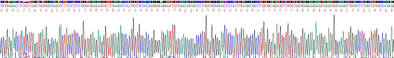 Recombinant Interleukin 17 Receptor A (IL17RA)