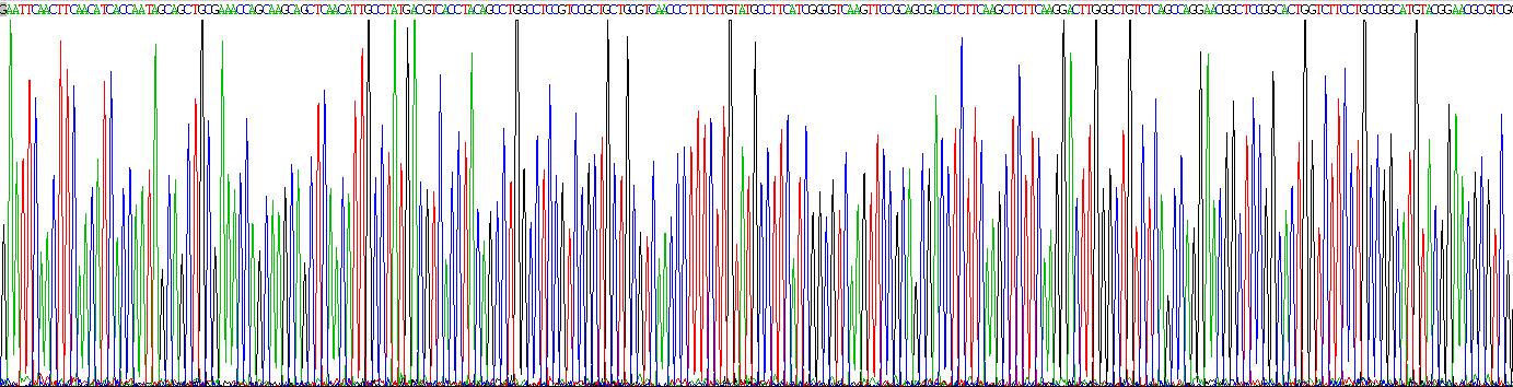 Recombinant Chemokine C-C-Motif Receptor 7 (CCR7)