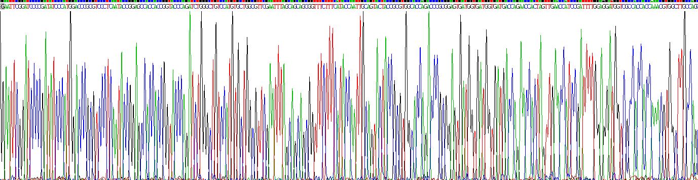 Recombinant Major Basic Protein (MBP)