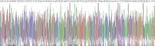 Recombinant Myostatin (MSTN)