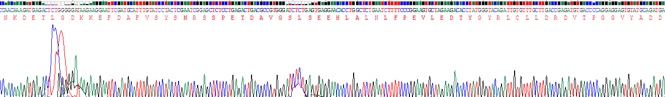 Recombinant Interleukin-18 Receptor Beta (IL18R Beta)