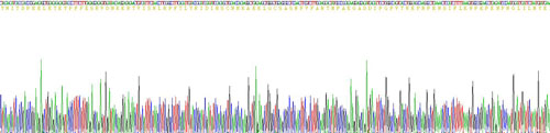 Recombinant Insulin Like Growth Factor 1 Receptor (IGF1R)