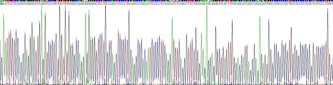 Recombinant Lymphocyte Activation Gene 3 (LAG3)