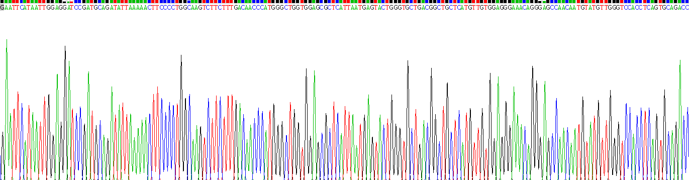 Recombinant Complement Component 1, S Subcomponent (C1s)