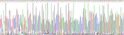 Recombinant Permeability Glycoprotein (Pgp)