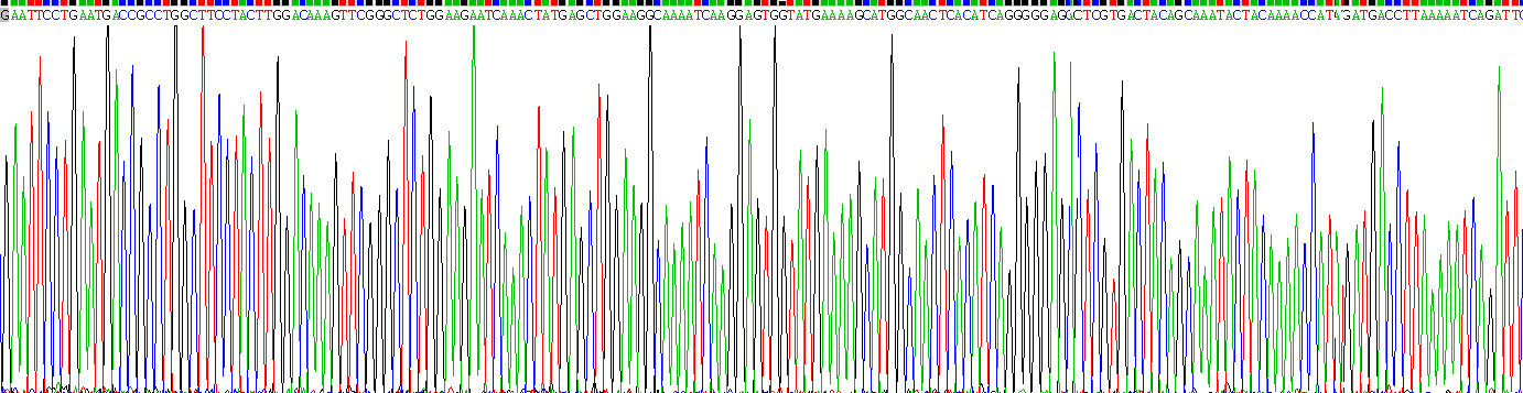 Recombinant Cytokeratin 10 (CK10)