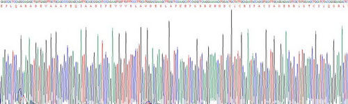 Recombinant Defensin Alpha 1, Neutrophil (DEFa1)