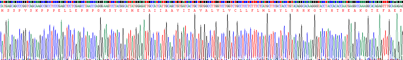 Recombinant Glycophorin C (GYPC)