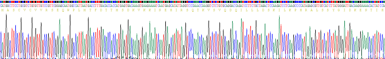 Recombinant Ubiquitin D (UBD)