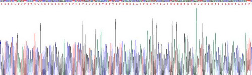 Recombinant Major Histocompatibility Complex Class I E (MHCE)