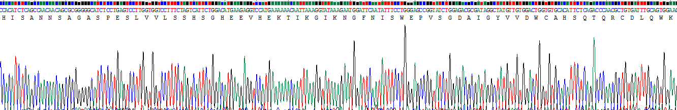 Recombinant Oncostatin M Receptor (OSMR)