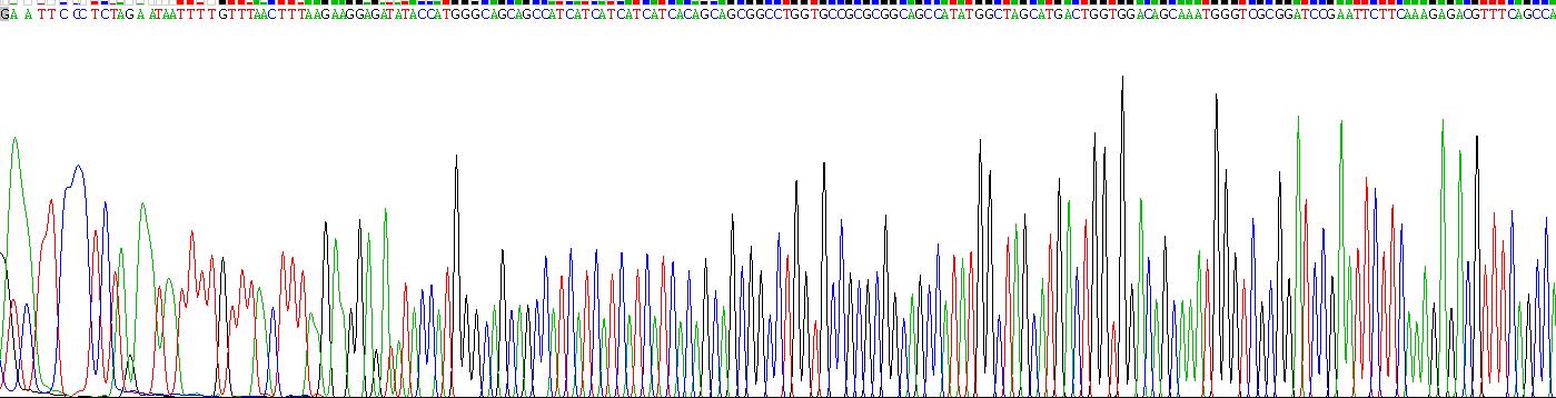 Recombinant Killer Cell Lectin Like Receptor Subfamily K, Member 1 (KLRK1)