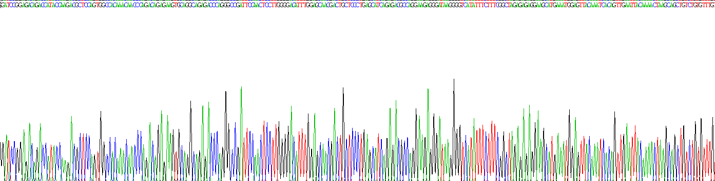 Recombinant Sialic Acid Binding Ig Like Lectin 8 (SIGLEC8)