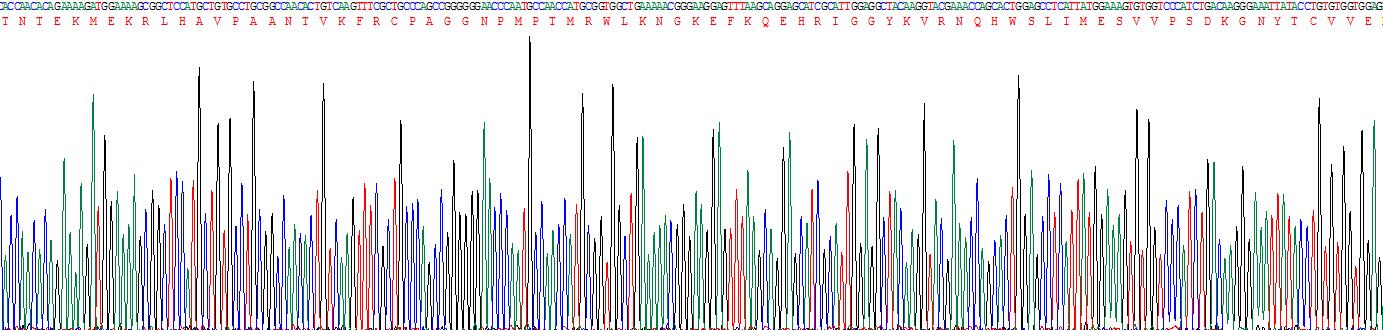 Recombinant Fibroblast Growth Factor Receptor 2 (FGFR2)