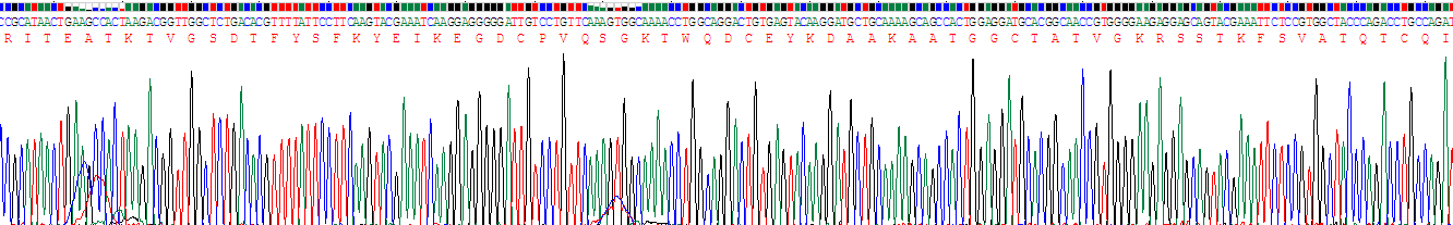 Recombinant High Molecular Weight Kininogen (HMWK)