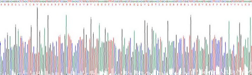 Recombinant Vascular Endothelial Growth Factor Receptor 1 (VEGFR1)