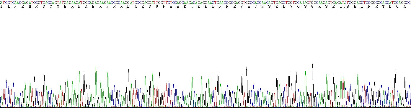 Recombinant Cytokeratin 17 (CK17)