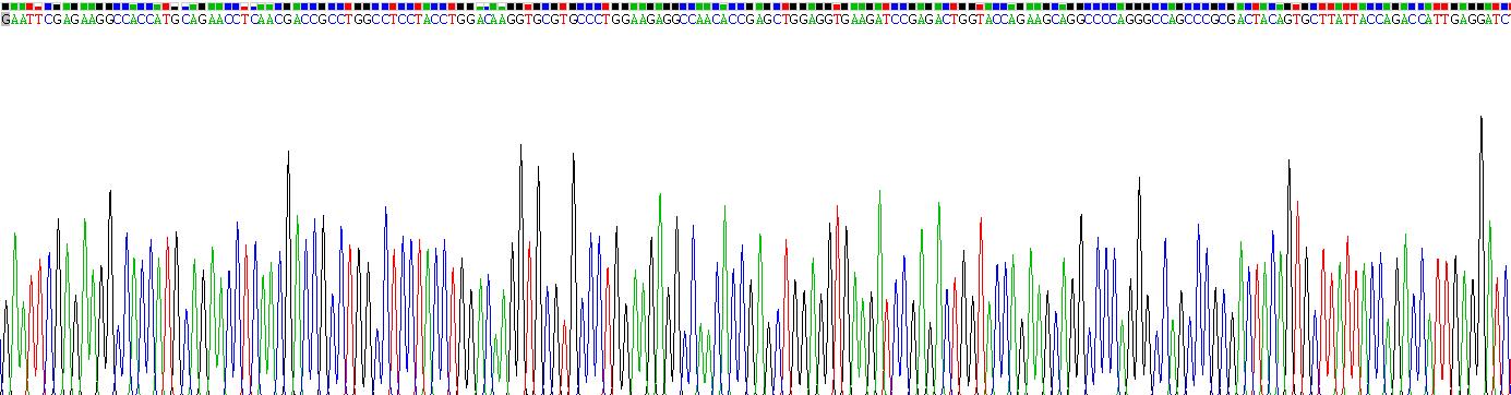 Recombinant Cytokeratin 17 (CK17)