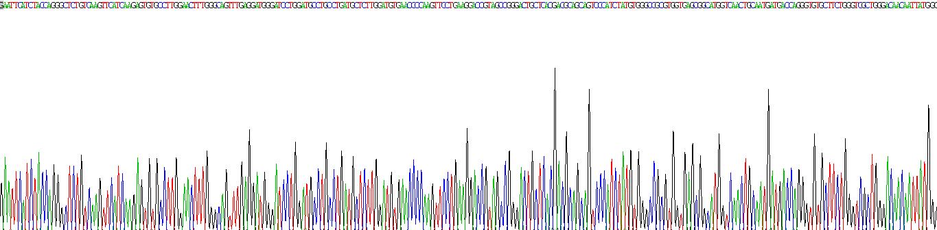 Recombinant Transglutaminase 2 (TGM2)