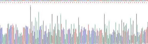 Recombinant Hedgehog Homolog, Sonic (SHH)