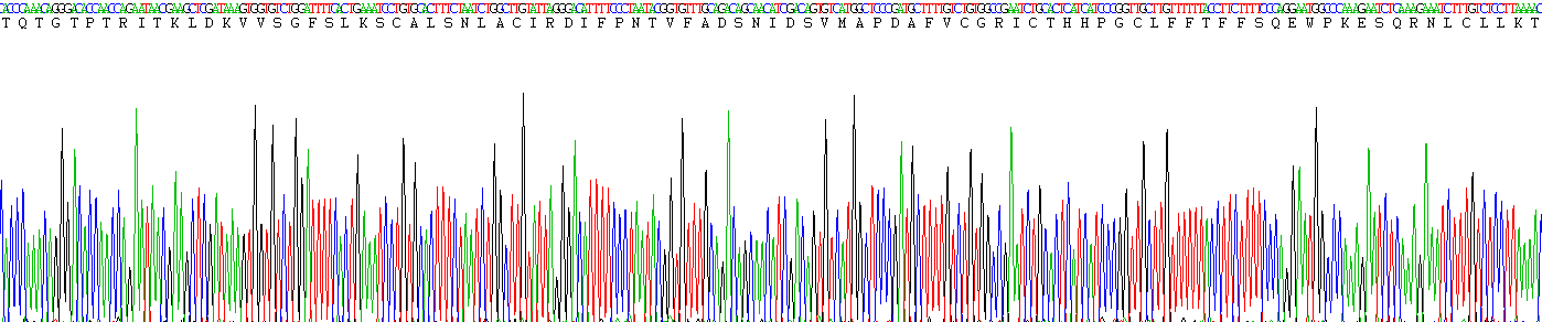 Recombinant Coagulation Factor XI (F11)