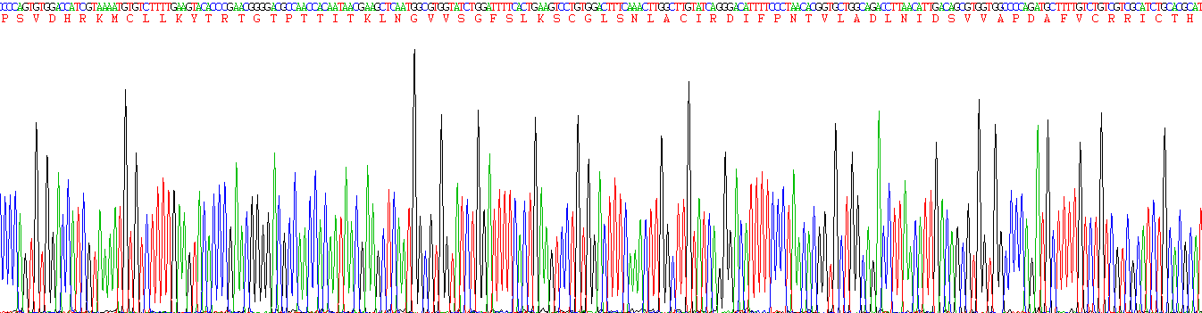 Recombinant Coagulation Factor XI (F11)